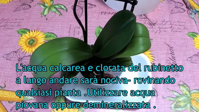 Orchidea phalaenopsis ; Come aumentare la fioritura ( Macerato di banana) смотреть онлайн