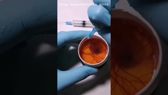 Развитие цыпленка в открытом яйце смотреть онлайн