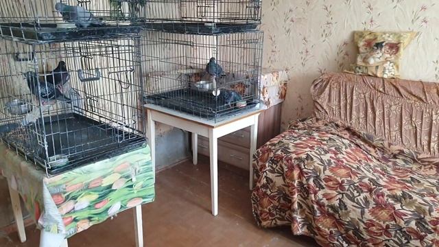 Переселение кабачков из кухни в комнату смотреть онлайн