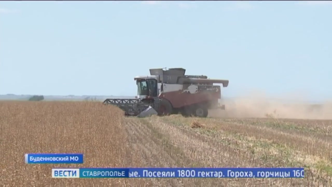 На Ставрополье началась уборка горчицы