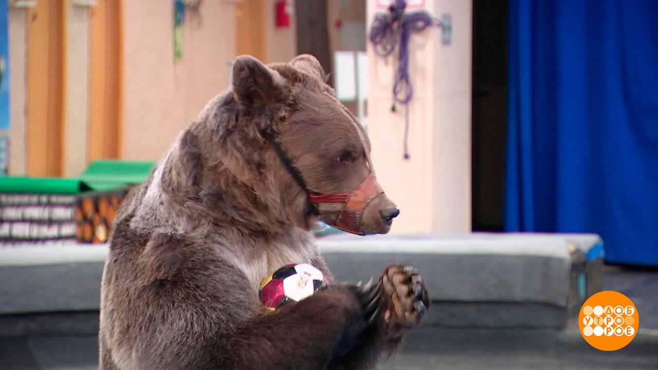 Все мы немножко медведи! Доброе утро. Фрагмент выпуска от 13.12.2023