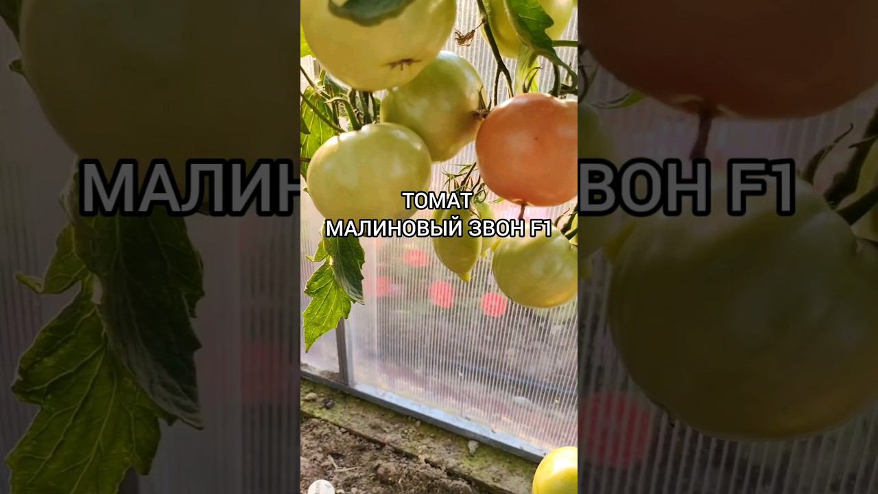 Томат Малиновый звон F1#томаты#помидоры#семена #хештег#семенамаркет #заказатьсемена