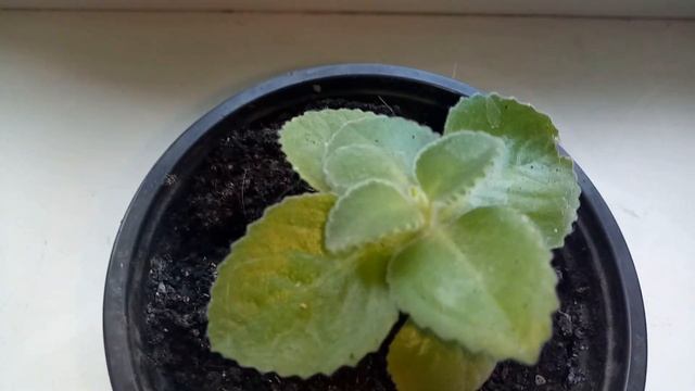 Любишь мохито? Свежая мятная трава круглый год. смотреть онлайн