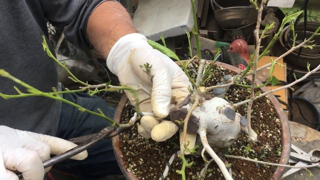 【中級者向け針金かけ】色んな太さの針金をかける！！ゆっくり学べる。・ごぶし盆栽・やじま園@tane.bonsai смотреть онлайн