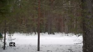 Декабристка