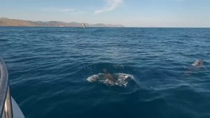 Судак.Новый свет.Большая стая Дельфинов.Купаемся с дельфинами.