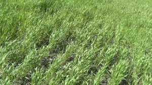 обзор посева ячменя с люцерной