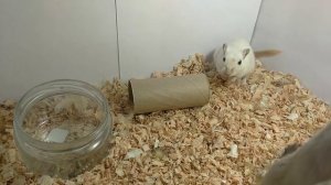 Песчанки отказались сниматься. Что делать? Втулка не грызена, зафобас не ловлен | Gerbils. Funny Pe