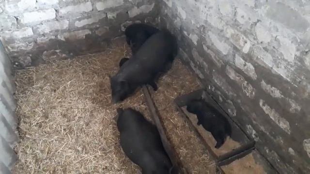 Чем хороша Пурина для поросят