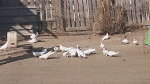 #Голуби #Астрахани. В гостях у д.Саши! 29.02.20г