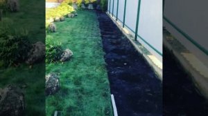 Подготовка к посадке туи Брабант