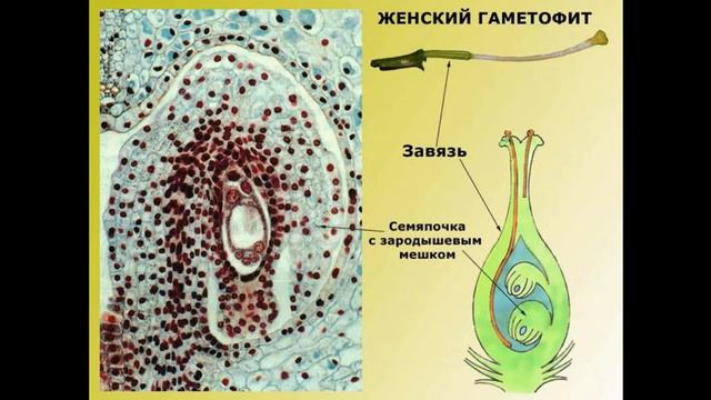 Оплодотворение