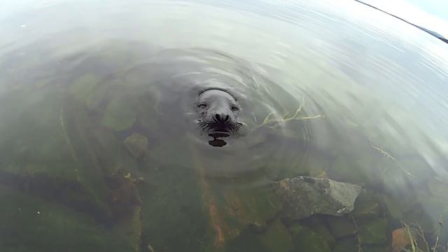 Тюлени в Кандалакшском заливе 20.05.17 смотреть онлайн