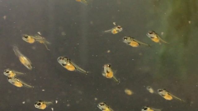 Разведение Apistogramma Ramireza , #apistigramma Ramirez’s, #мальки апистограммы Рамиреза смотреть онлайн