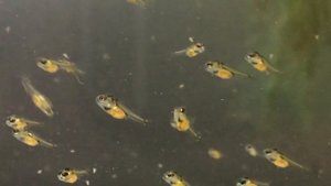 Разведение Apistogramma Ramireza , #apistigramma Ramirez’s, #мальки апистограммы Рамиреза