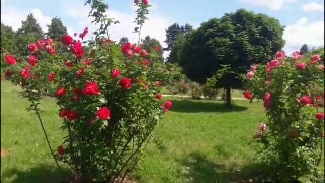 Сад роз Троянды смотреть онлайн