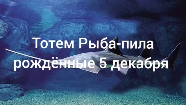 Тотем Рыба-пила рождённые 5 декабря смотреть онлайн