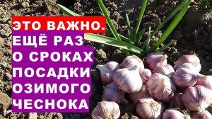 Это важно. Ещё раз о сроках посадки озимого чеснока в октябре 2022. Лев покровительствует чесноку