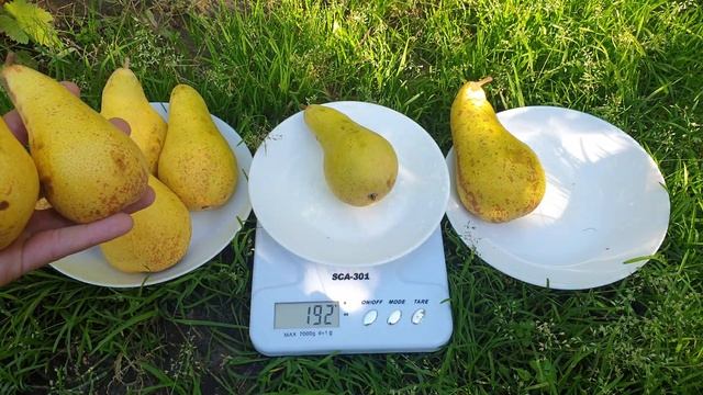 ГРУША АББАТ ФЕТЕЛЬ смотреть онлайн