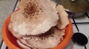 Гриб зонтик. Шляпки жарим, ножки сушим