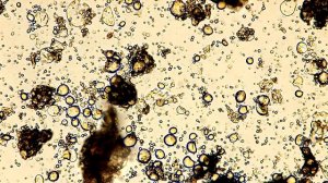 Мука пшеничная высший сорт под микроскопом (водная эмульсия) 4х, 10х, 40х