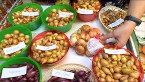 ЛУК СЕВОК. СОРТА.