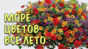 САМЫЕ ЭФФЕКТНЫЕ и НЕПРИХОТЛИВЫЕ однолетники для ПОСАДКИ в КАШПО. ЦВЕТУТ ВСЁ ЛЕТО ОГРОМНЫМИ ШАПКАМИ!
