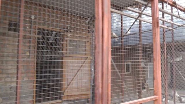 2.ч. Николаевские - Голуби. ВИКТОРА ЛЫСЕНКО. П. САНДАТА. РОСТОВСКАЯ ОБЛ. 3.08.2021.Г. смотреть онлайн