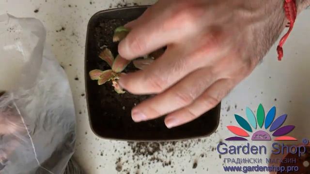 如何在新的土壤中种植fittonia verschaffeltii смотреть онлайн