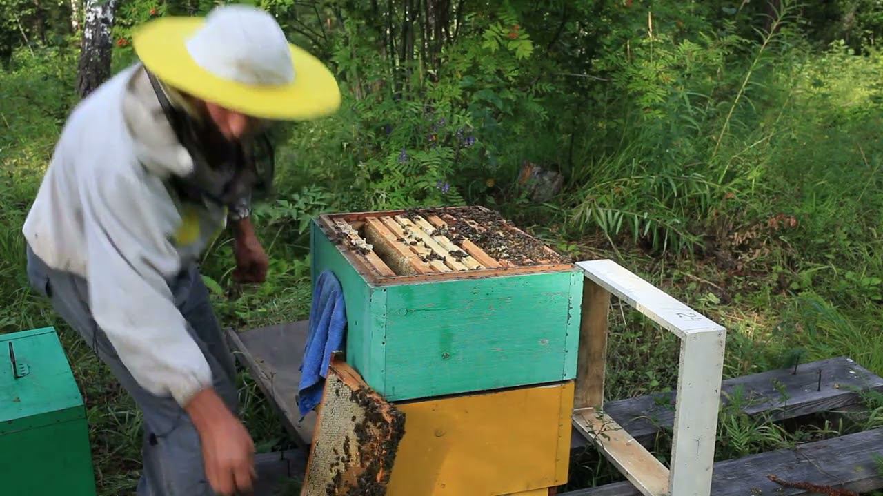 Отбор меда Семья 4 корпуса смотреть онлайн