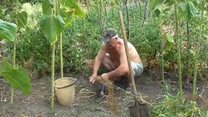 Как выкопать яровой чеснок. Уборка ярового чеснока