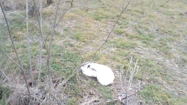 Нашел нору зайца , выпустил крольчиху смотреть онлайн