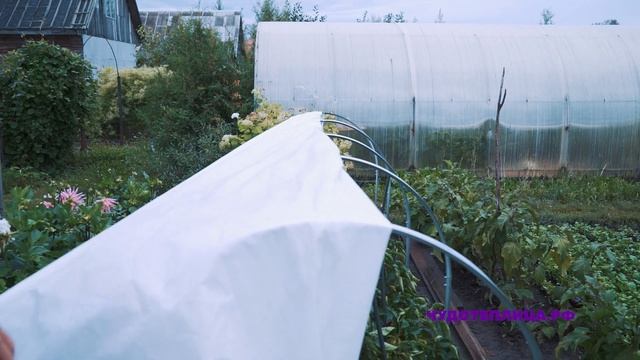 Стальной парник Агрощит. Особенности использования. смотреть онлайн