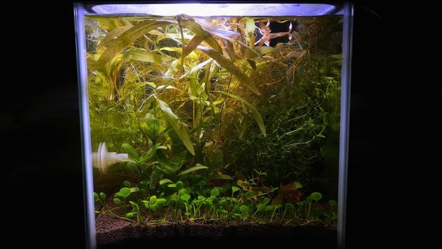 ПРОСТОЙ НАНО ТРАВНИК ЧЕРЕЗ МЕСЯЦ смотреть онлайн