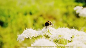 Эту песню можно слушать вечно🌺Божественная музыка трогает за душу🌺Красивая весенняя мелодия #18