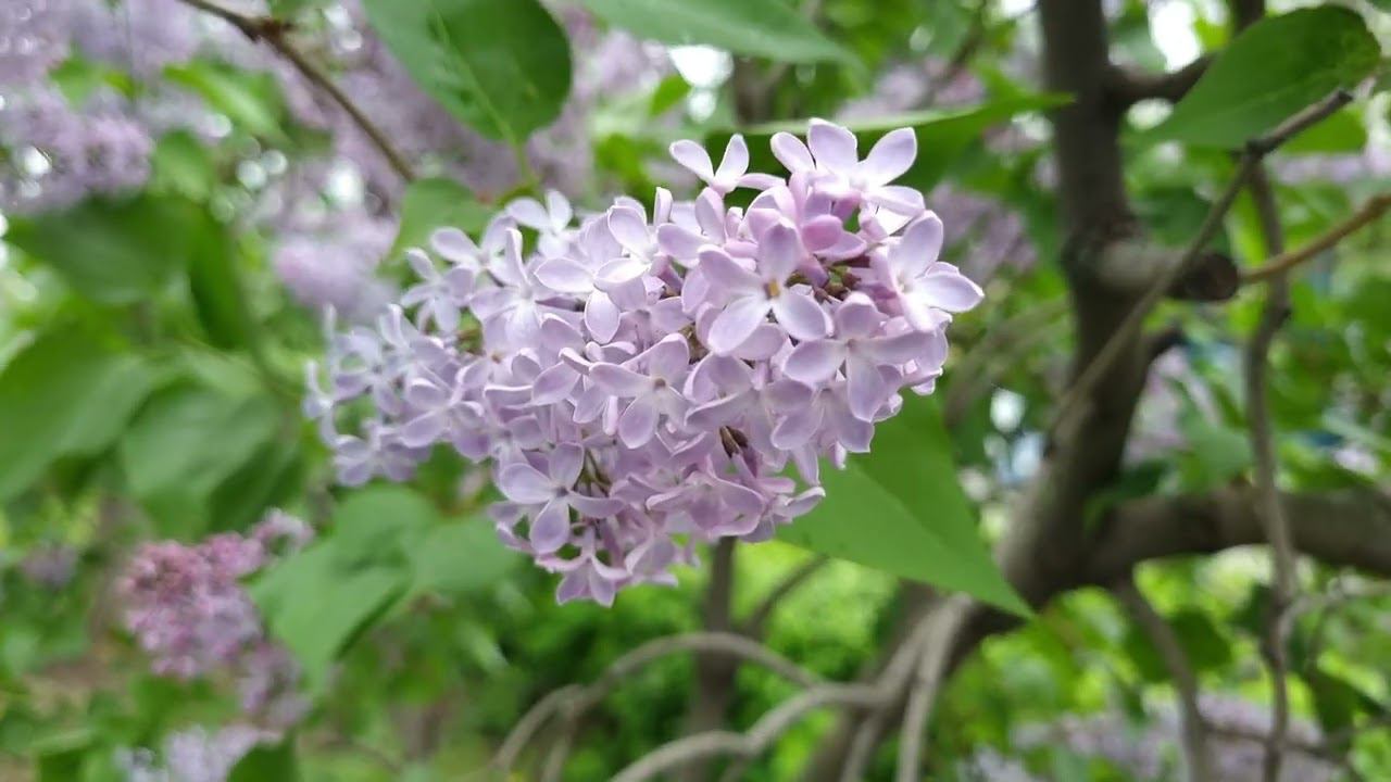 Мелодия Весны. Гитара 4к видео. смотреть онлайн