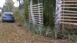 Элимус или Колосняк песчаный. Бордюрная посадка