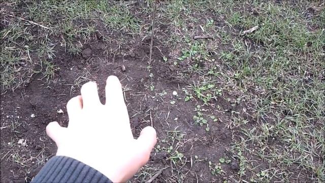 Выращивание пшеницы без вспашки. Возможно ли?