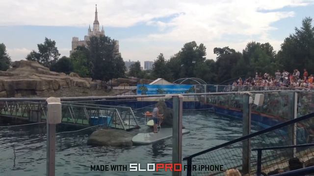 Дельфинарий Москва