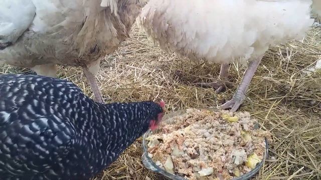 ?️?14 февраля?? ))2 Индюки белые широкогрудые.?? смотреть онлайн