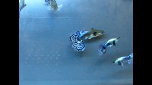 Гуппи голубой орел ООО "ПАНАКФИШ"