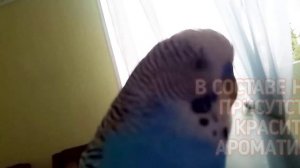 Мел для попугаев|Как выбрать мел для попугаев|Тоша попугай Channel