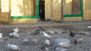 Голуби! Как избавиться от пыли в голубятни?