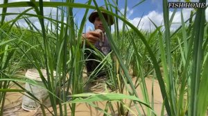 Amazing hand fishing video 2023-2024 | Lucky men find & catch a lots fish in the water mud grass