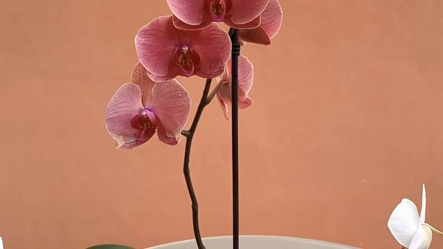 АЛОЭ ВЕРА ДЛЯ ОРХИДЕЙ!? В 100 РАЗ ЭФФЕКТИВНЕЕ ЛЮБОГО СТИМУЛЯТОРА? НАМАЖЬТЕ АЛОЭ МЕРИСТЕМЫ ОРХИДЕЙ!? смотреть онлайн