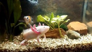 Аксолотль и рыбка Шубункин, нет друзей при кормешки