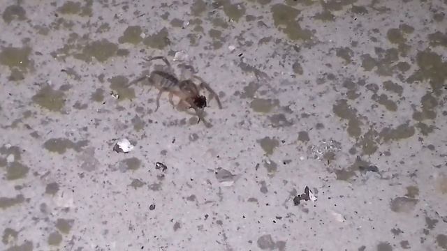 Паук Фаланга жрет сверчка. крупный план. смотреть онлайн