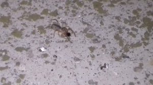 Паук Фаланга жрет сверчка. крупный план.
