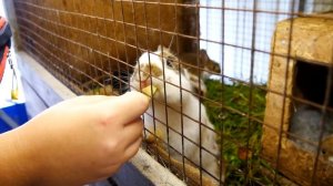 Брянское Подворье.  Унеча, Белогорщь