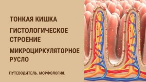 Тонкая кишка. Гистологическое строение. Микроциркуляторное русло.  Интрамуральные нервные сплетения